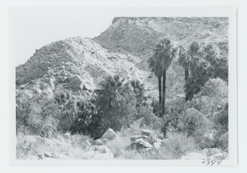 Black and white image of Fortynine Palms Oasis
