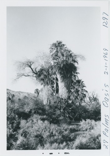 Black and white image of Twentynine Palms Oasis