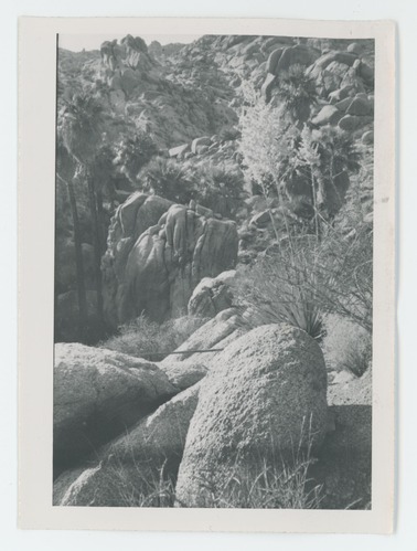 Black and white image of Lost Palms Oasis