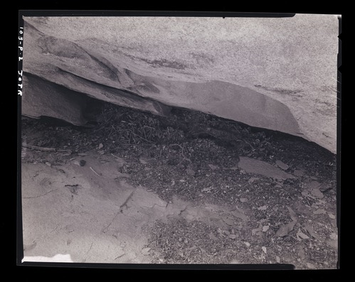 Black and white image of pack rat nest