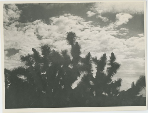 Black and white image of Joshua Tree