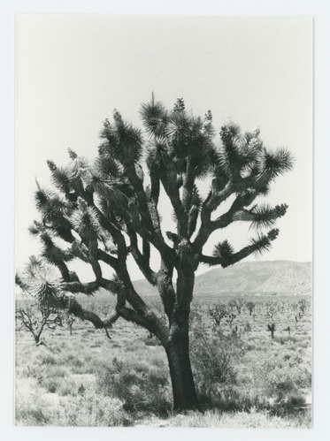 Black and white image of Joshua trees