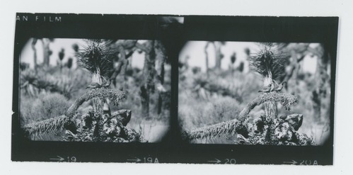 Black and white image of Gambel's Quail and Ground Squirrel