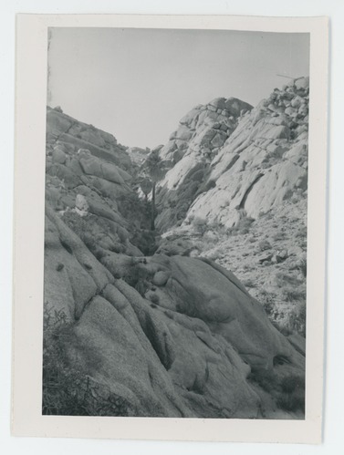 Black and white image of Lost Palms Oasis