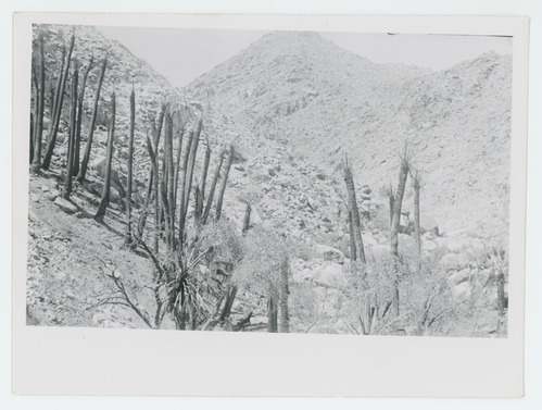 Black and white image of Fortynine Palms Canyon fire