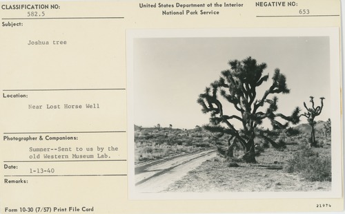 Black and white image of Joshua Tree