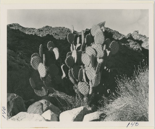 Black and white image of pancake cactus