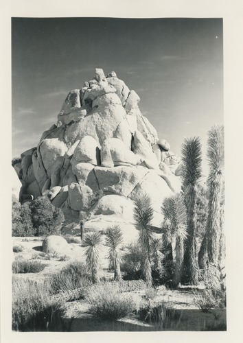 Black and white image of Joshua tree scene and towering piles of granite