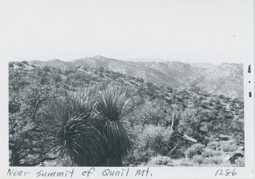 Black and white image of Quail Mt., near summit