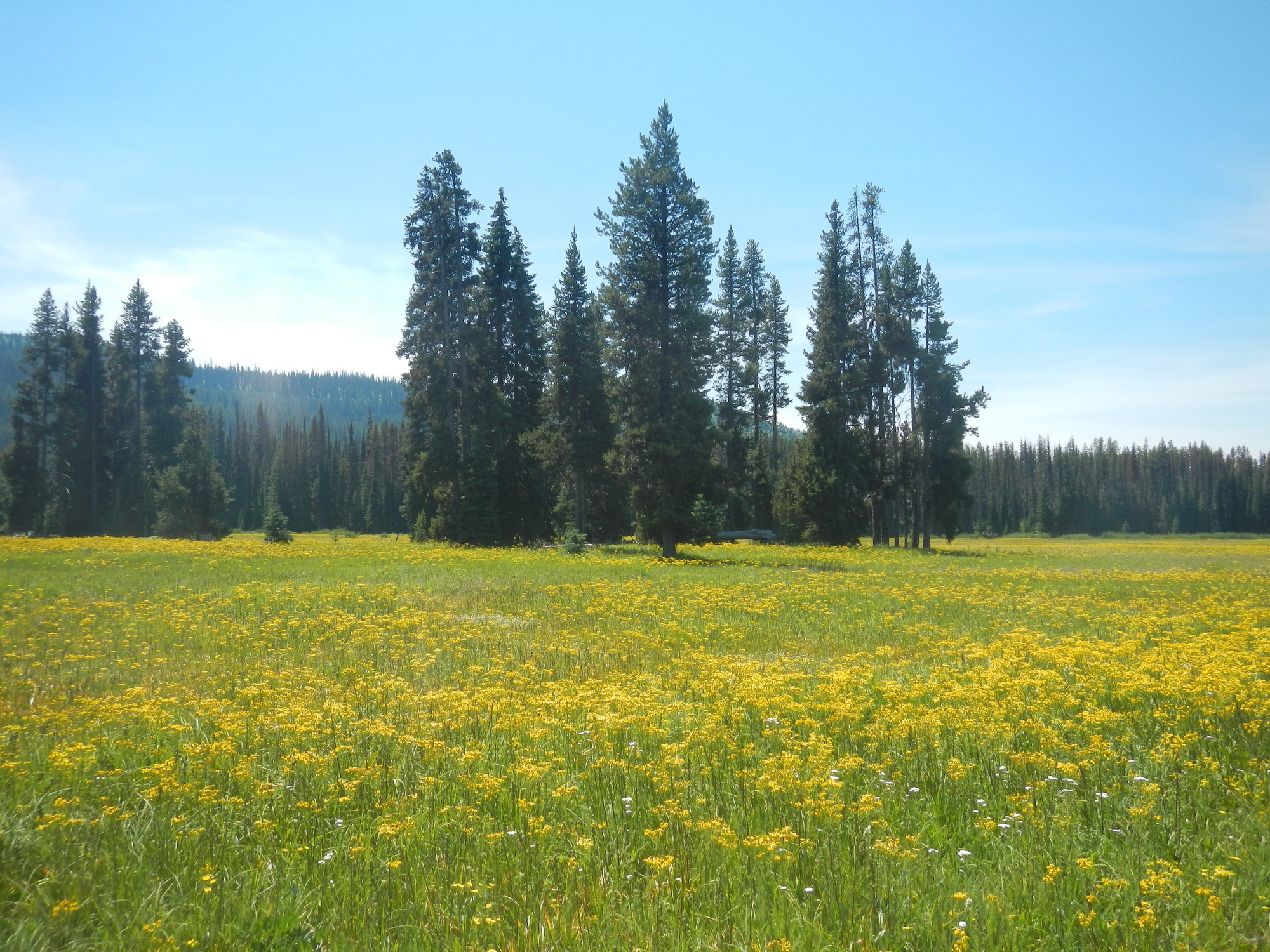 Packer Meadow