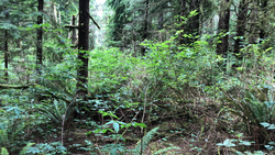 Lewis Clark National Park