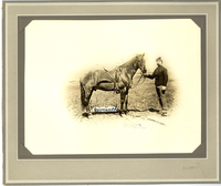 Comanche with Saddle and Bridle, held by Gustave Korn