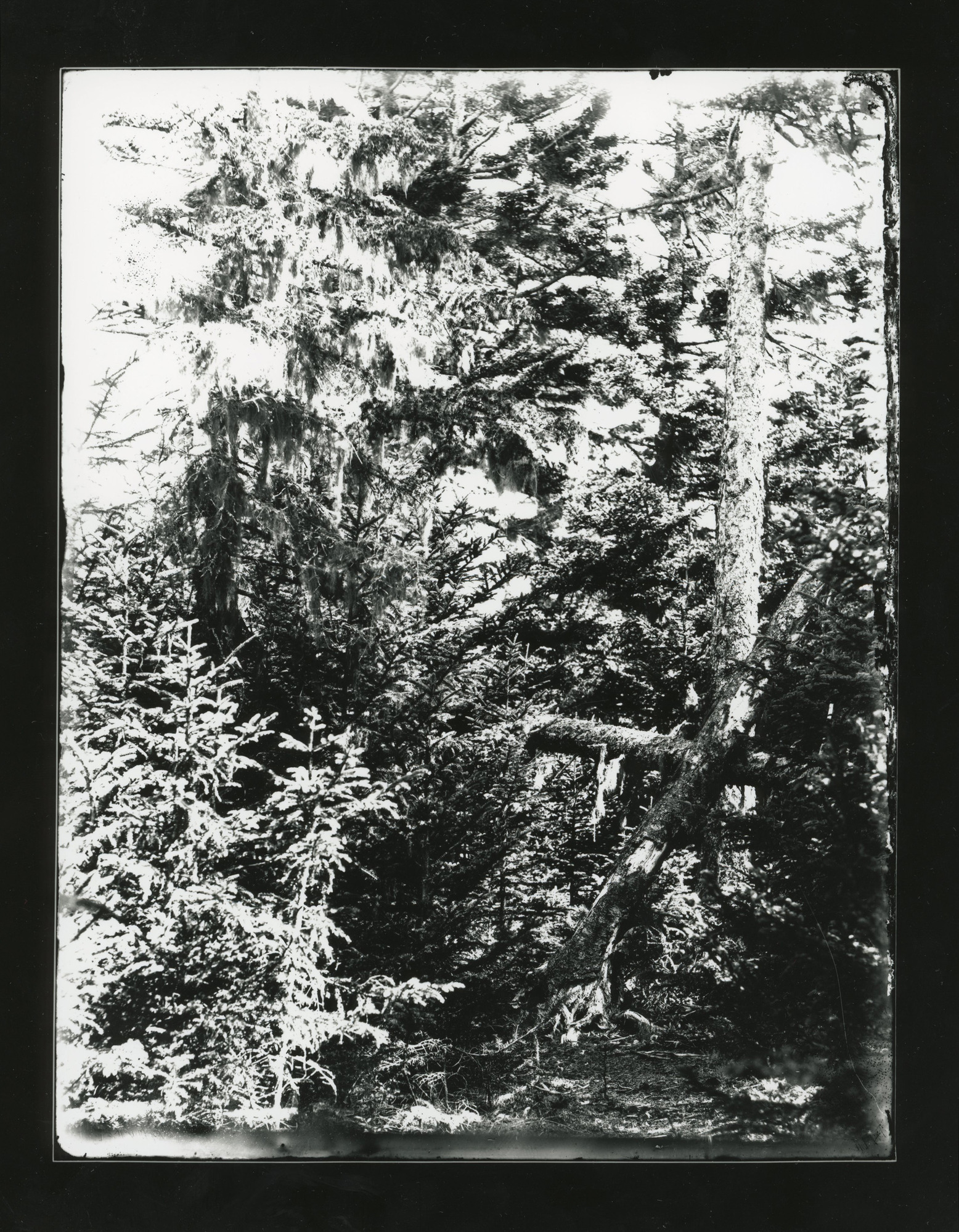Stand of evergreens. Uprooted tree right foreground.