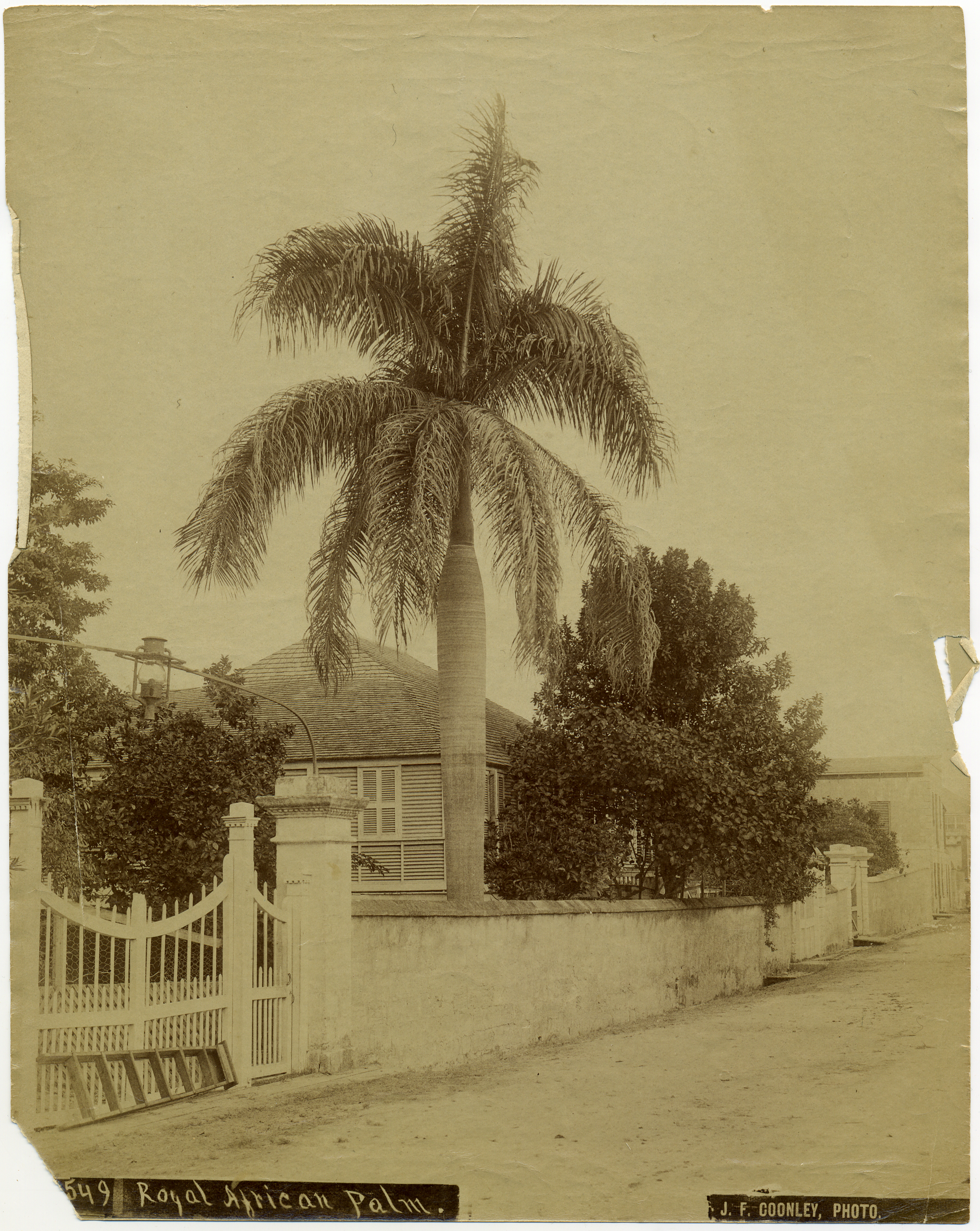 Palm tree on side of street.