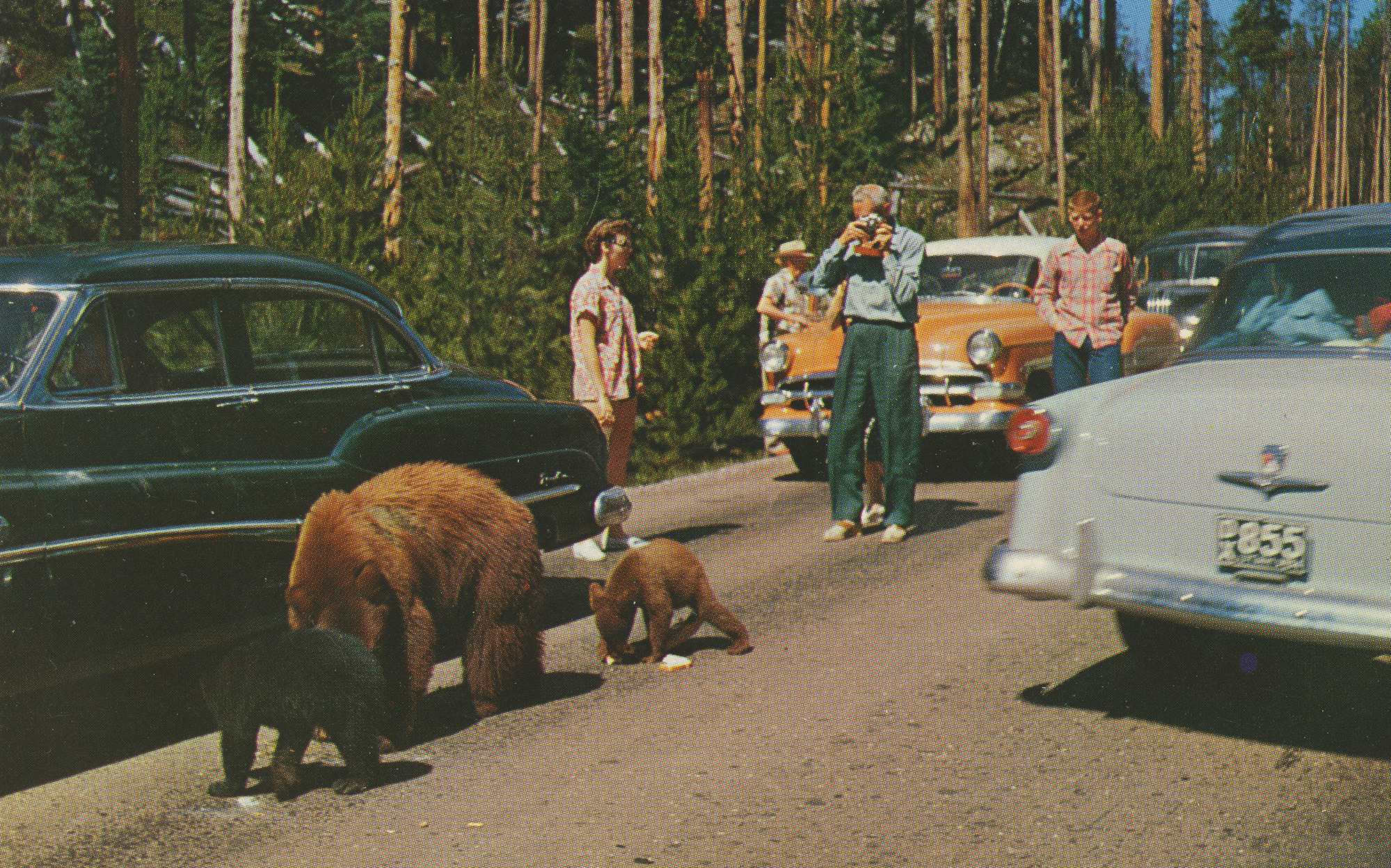 A mother bear and her cubs hold up traffic