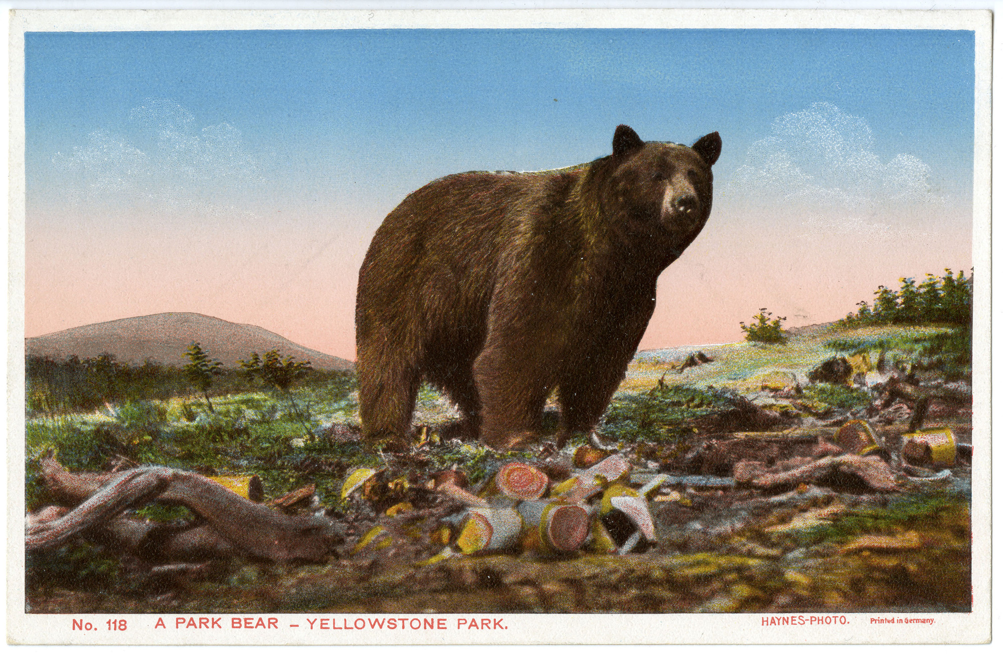 No. 118 - A Park Bear - Yellowstone Park (Postcard)
