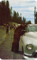 Hold-Up Bear at Yellowstone National Park Postcard