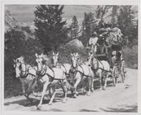 White Six Horse Team Pulling a Tally-Ho Coach through the Gardner River Canyon