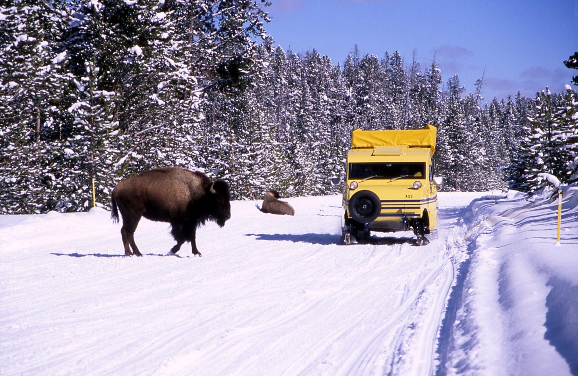 Snow Coach passing bison on south rim drive - Canyon Area