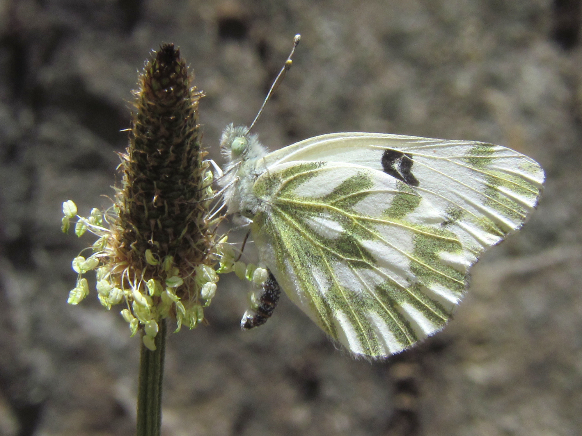 Ventral view of Becker's white butterfly