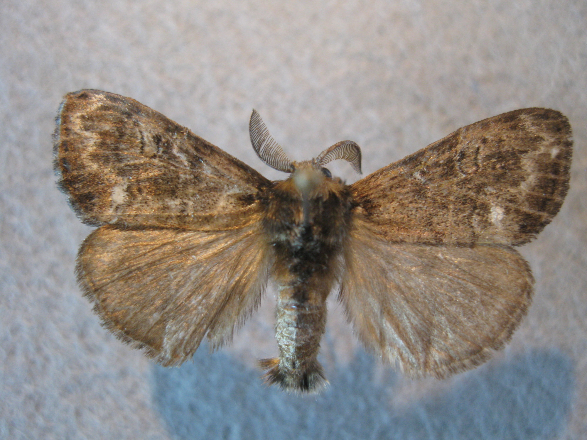 Dorsal view of pinned Grizzled tussock moth