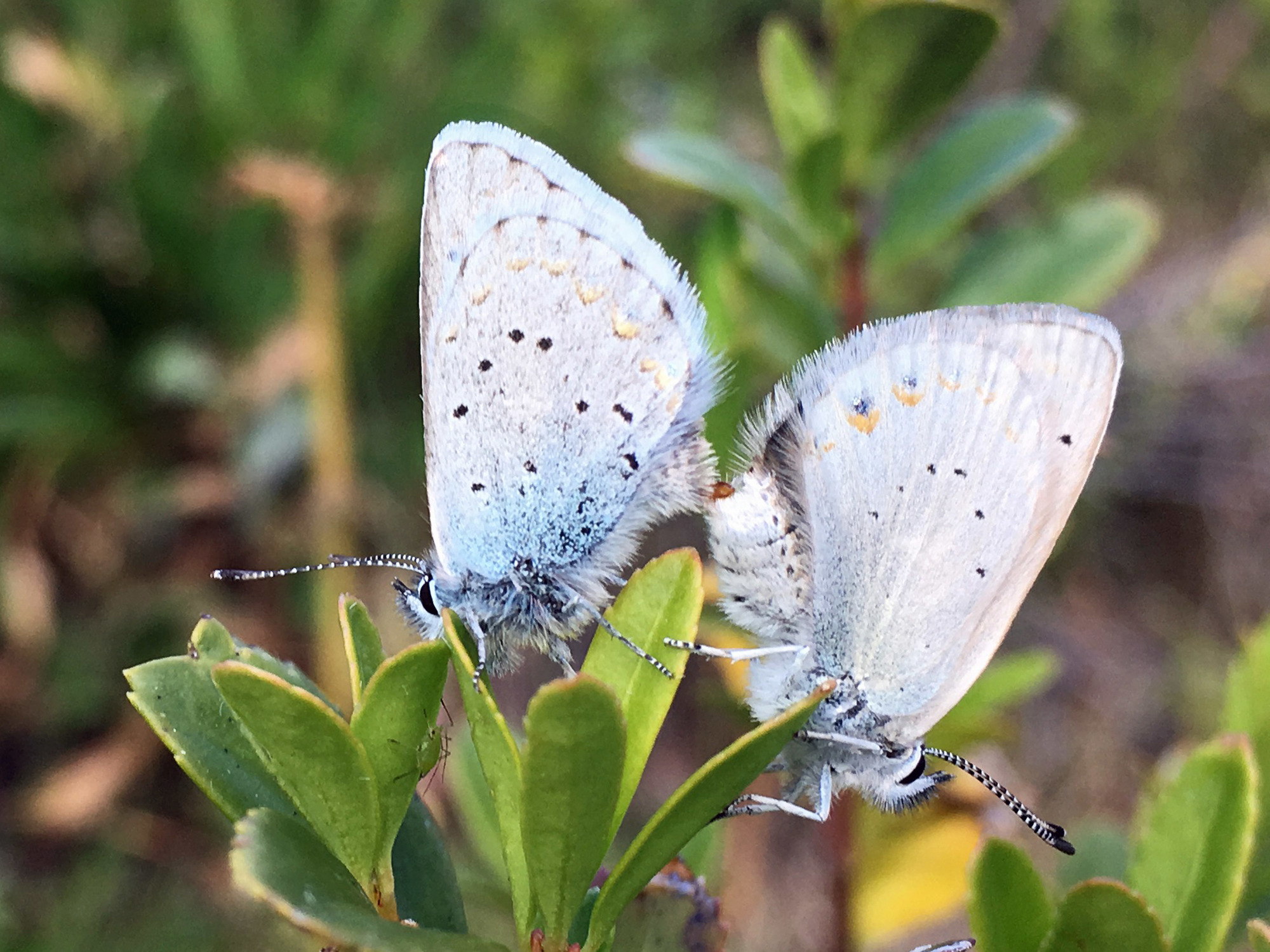 Male and female Anna's blue butterflies mating