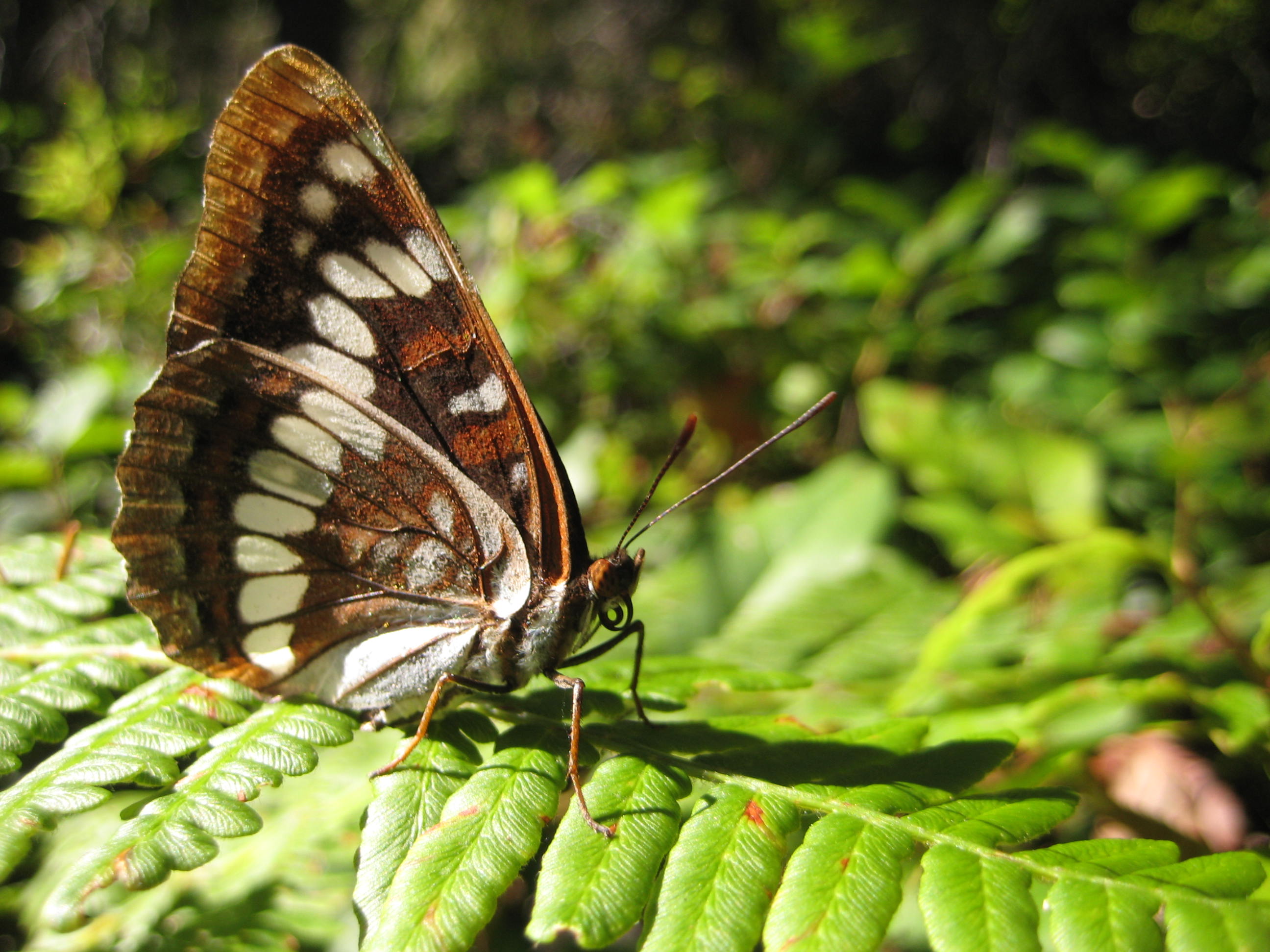 Ventral view of Lorquin's admiral butterfly