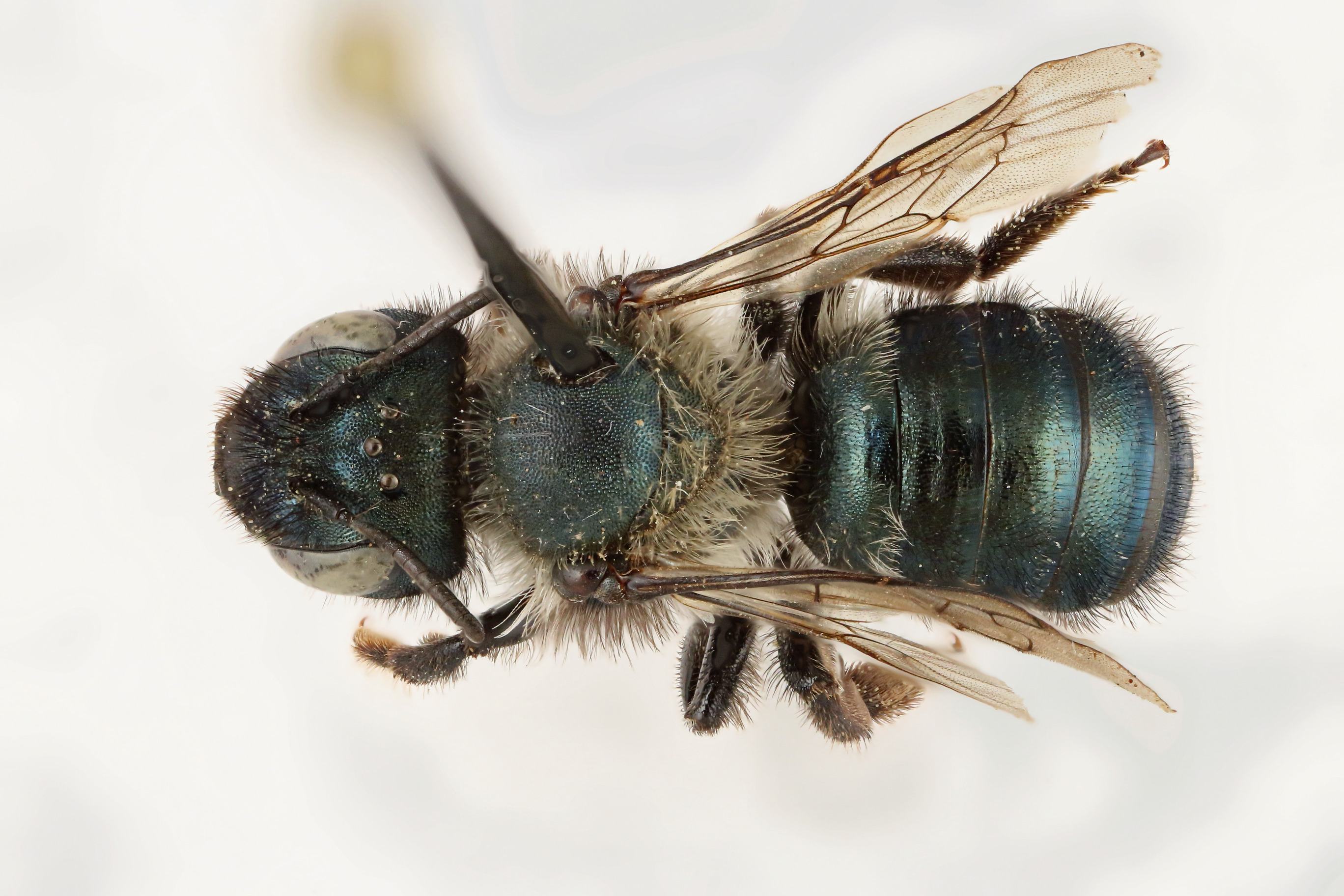 Dorsal view of pinned bee, Osmia paradisica