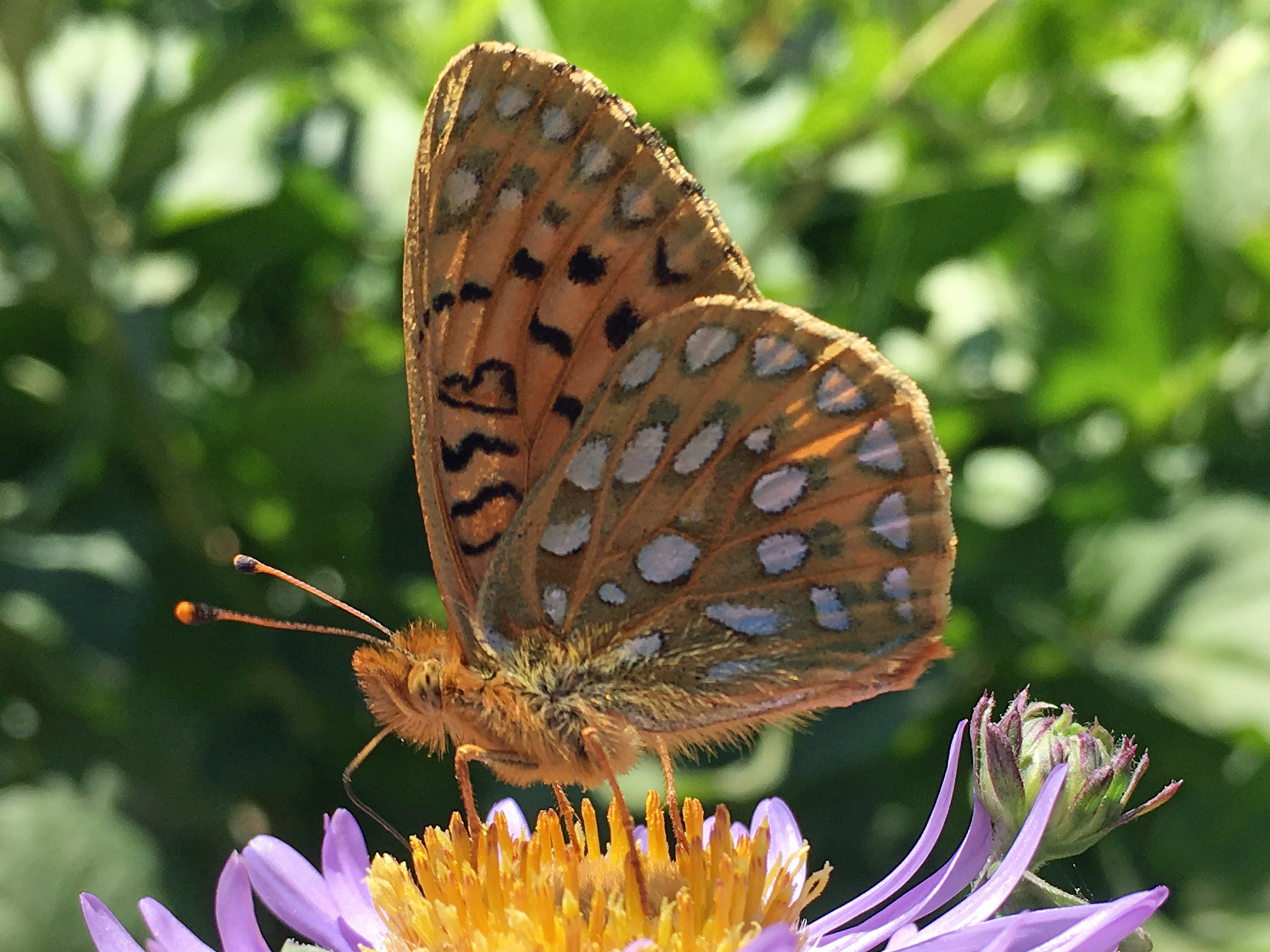 Ventral view of Mormon fritillary butterfly