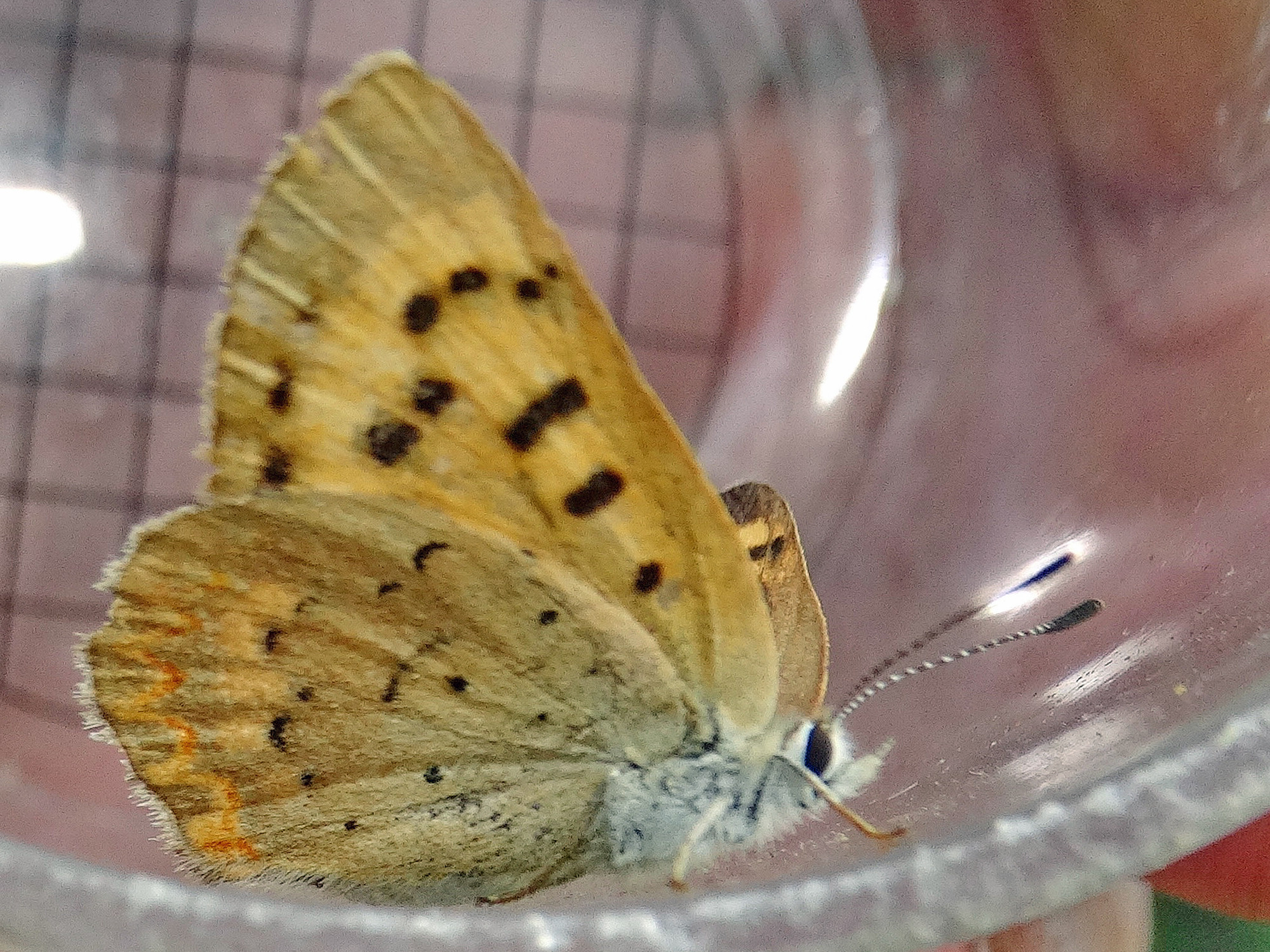 Ventral view of Purplish copper butterfly