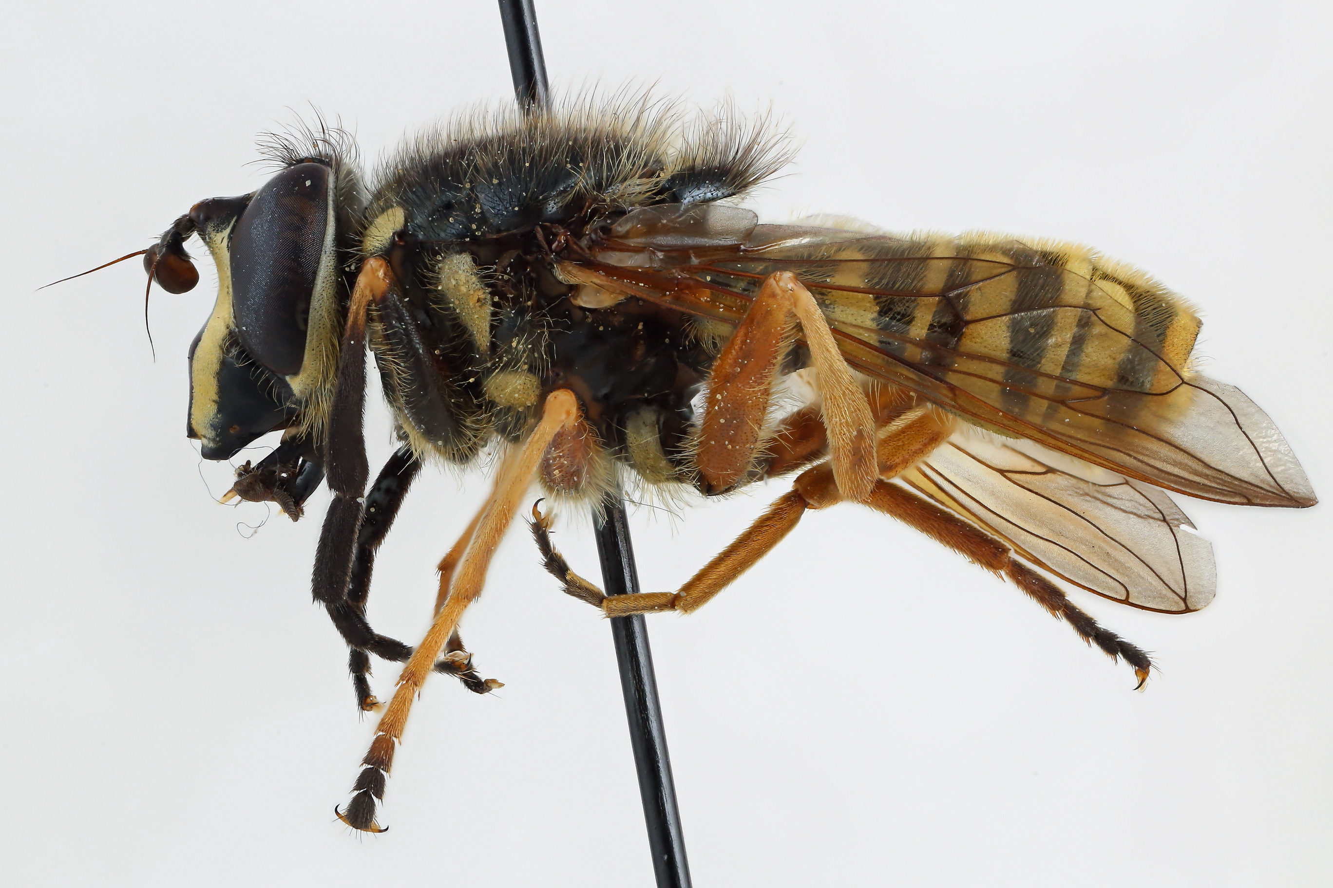 Lateral view of pinned flower fly, Sphecomyia pattonii