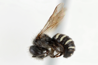 Lateral view of pinned bee, Stelis sp.