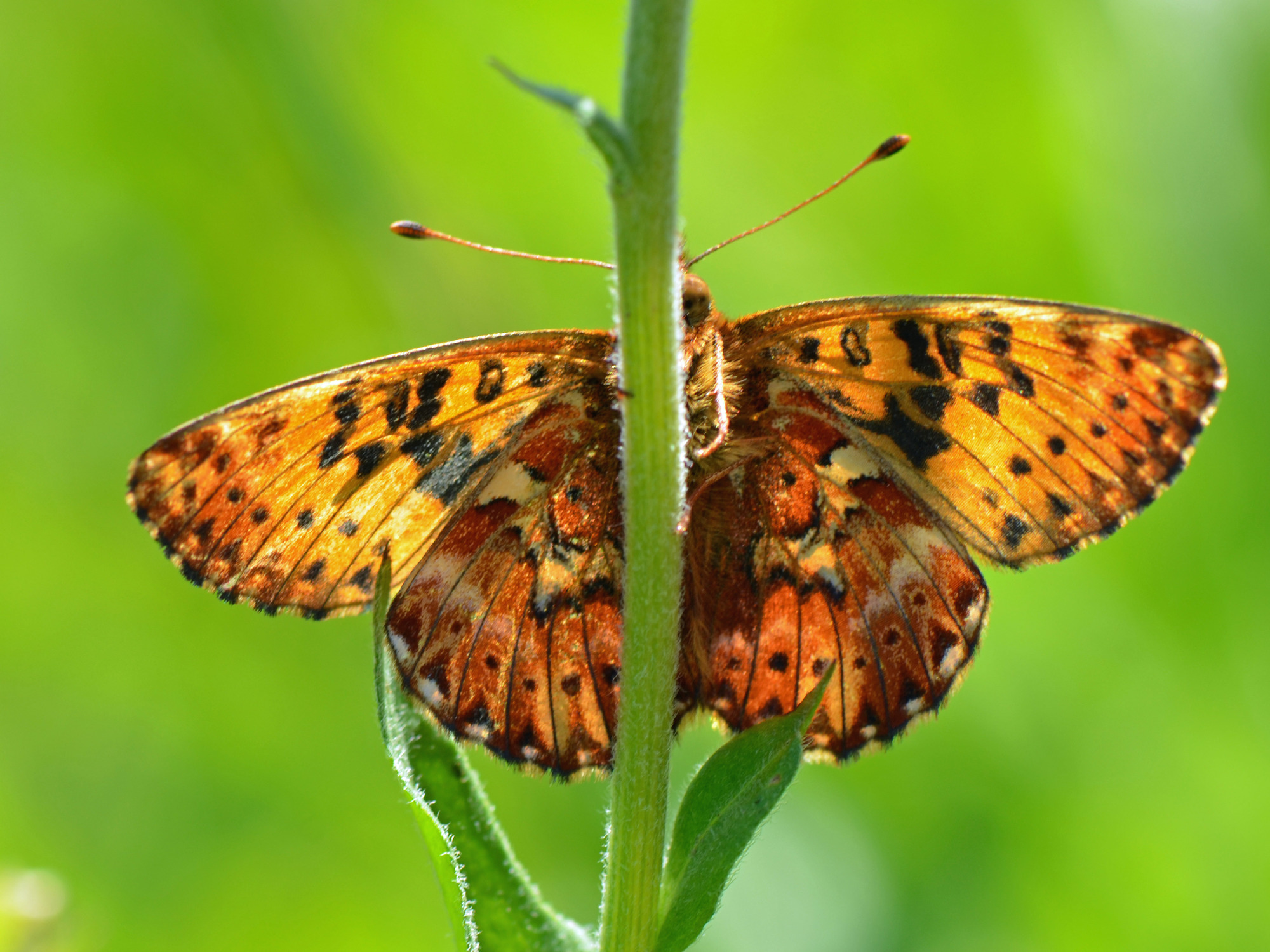Ventral view of Arctic fritillary butterfly