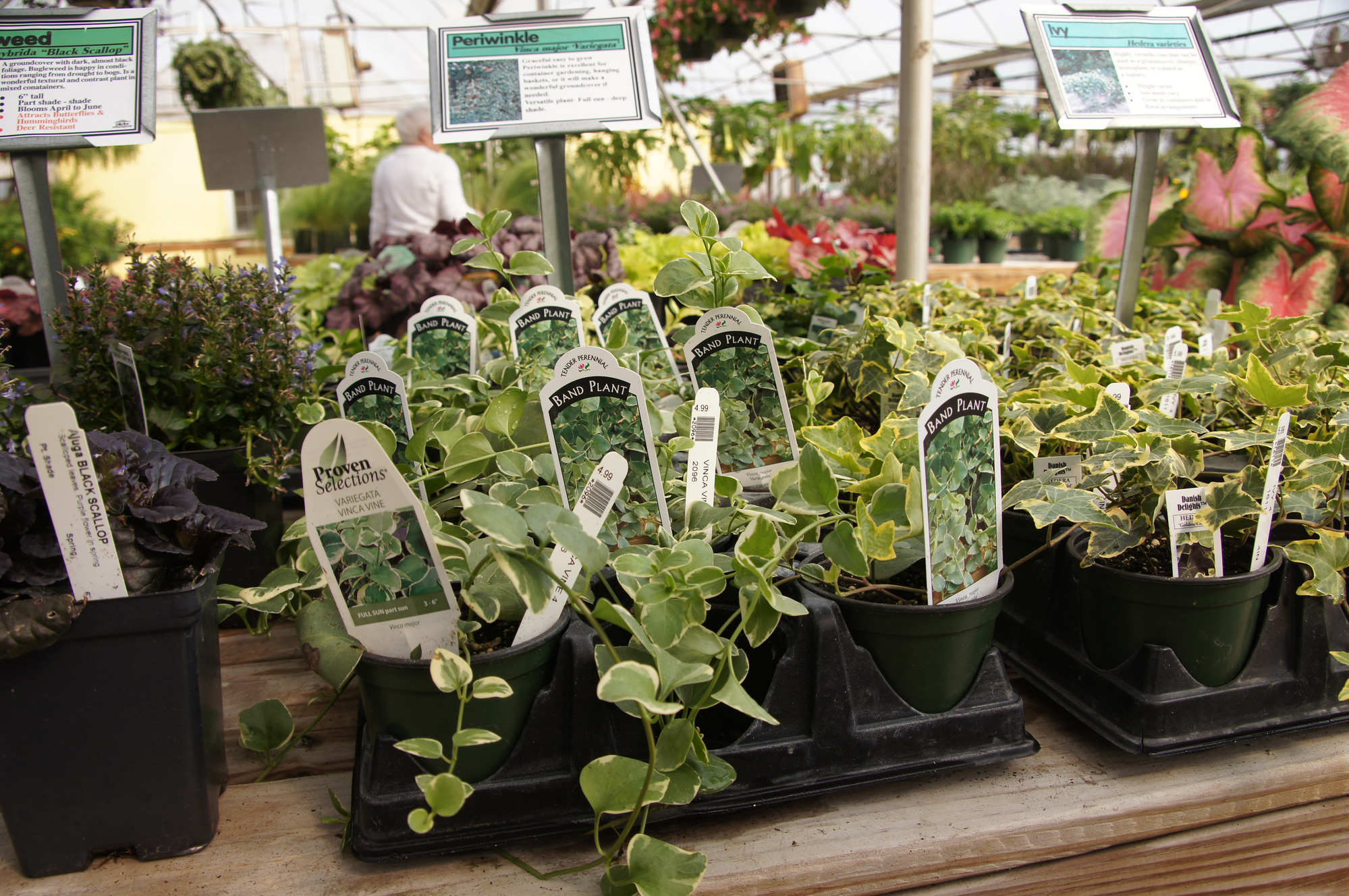 Invasive non-native plants for sale