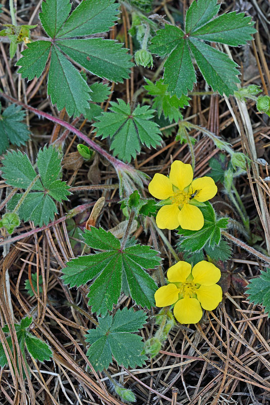 Dwarf cinquefoil
