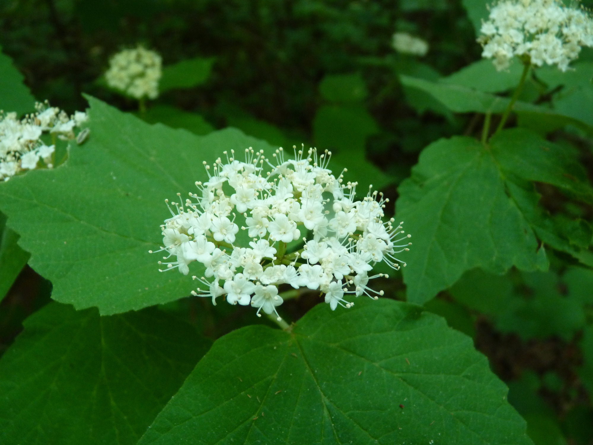 Mapleleaf viburnum