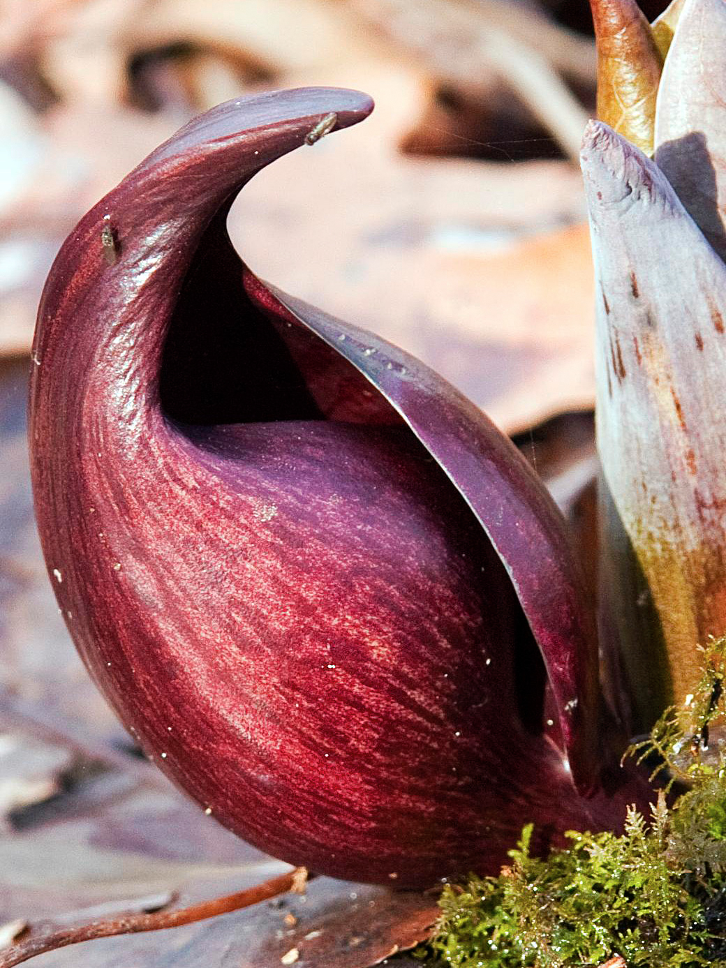Skunk-cabbage flower