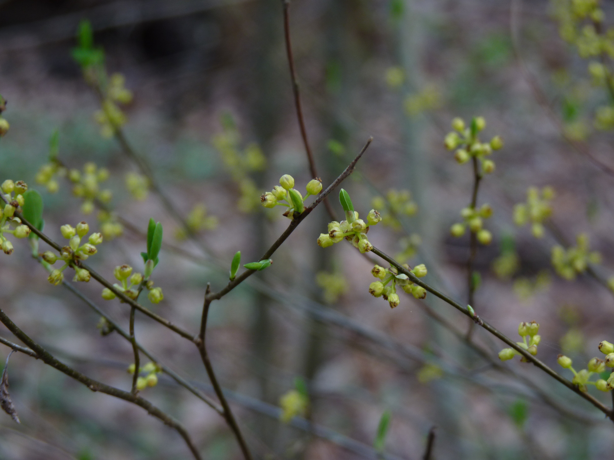 Northern spicebush in bloom