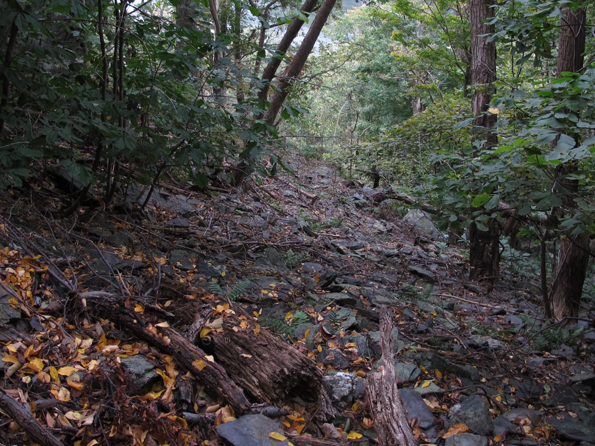Sweet Birch - Chestnut Oak Talus Woodland at Harpers Ferry NHP