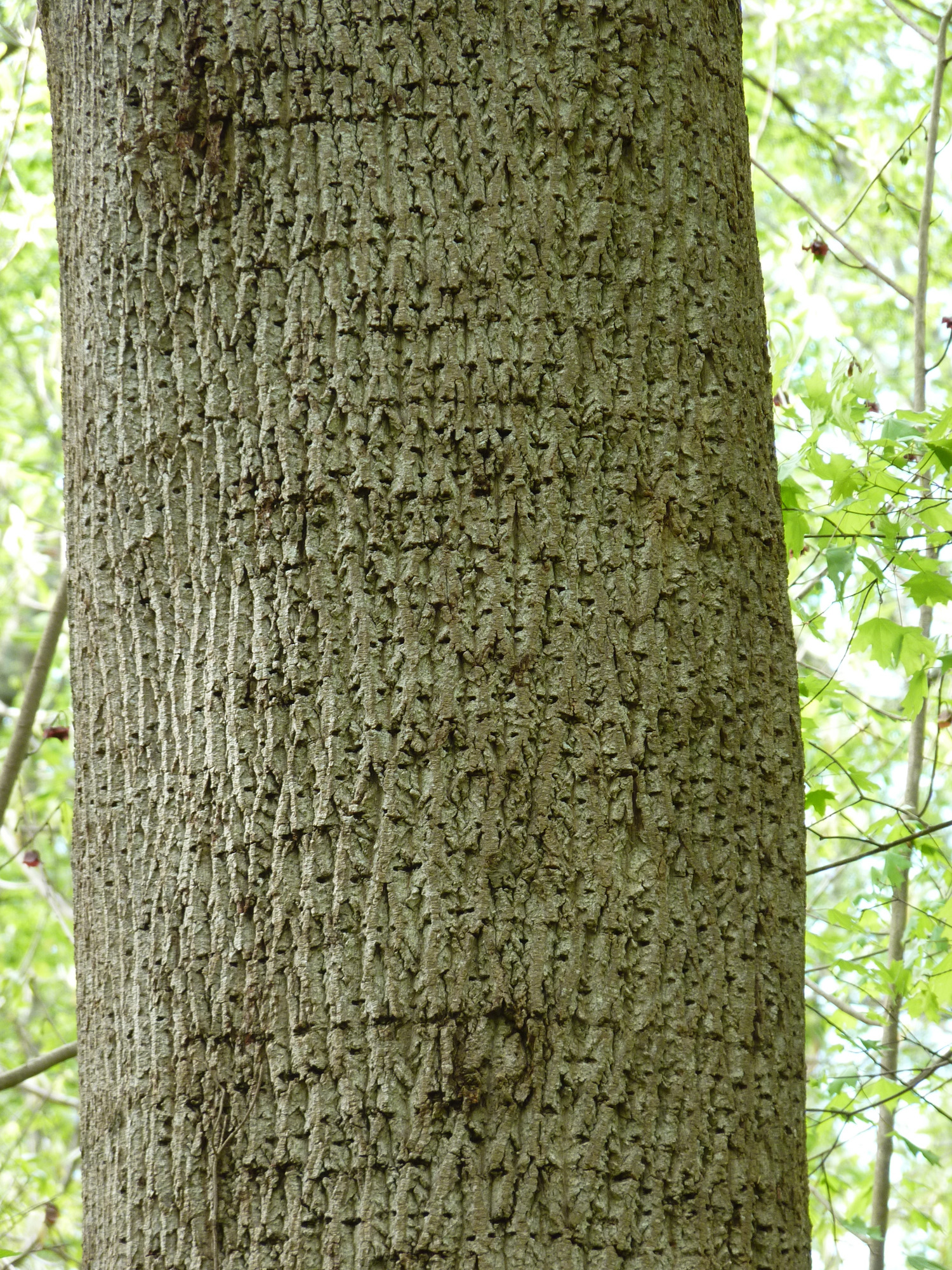 Yellow-bellied sapsucker drillmarks