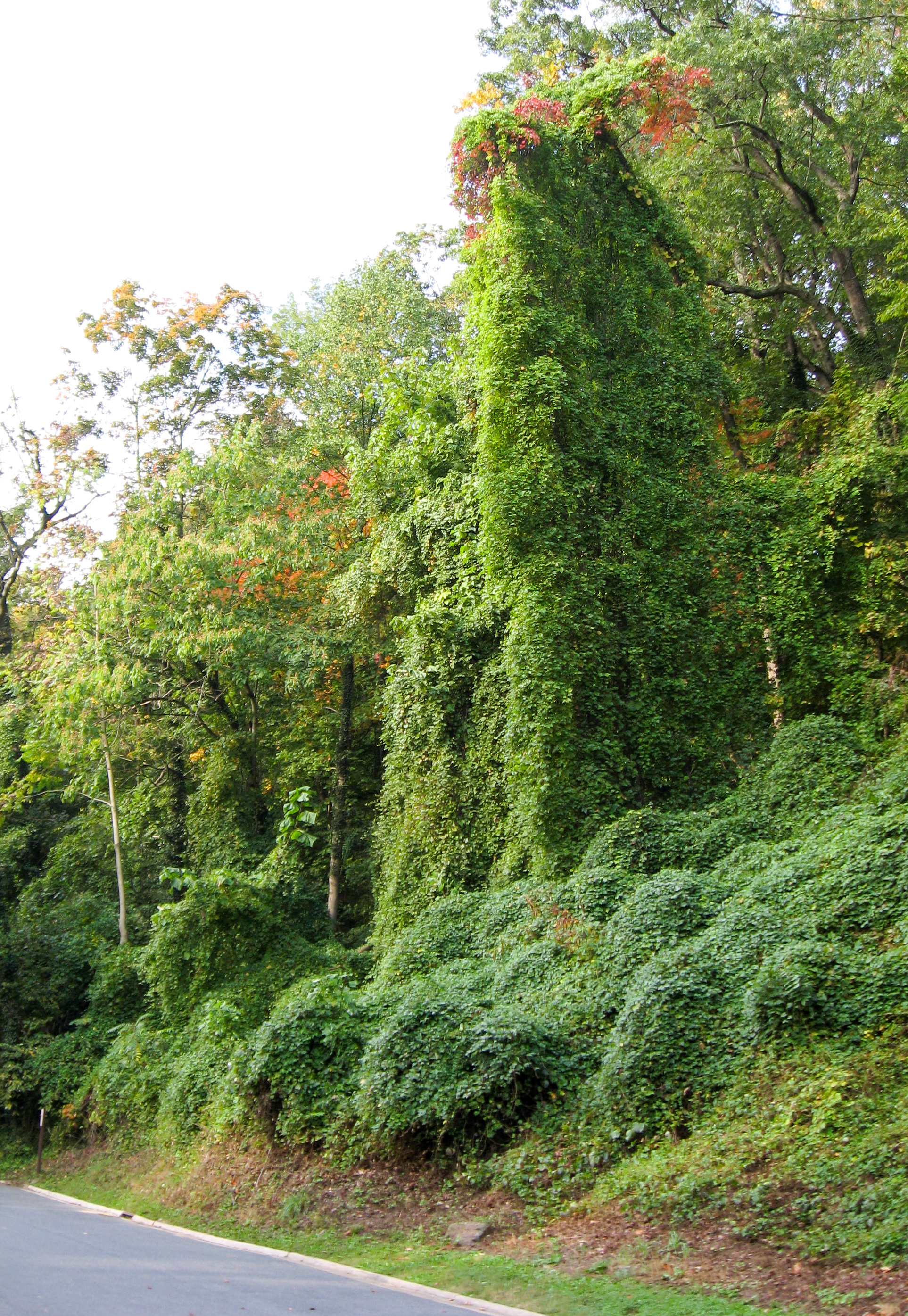 Porcelain-Berry Green Ghost