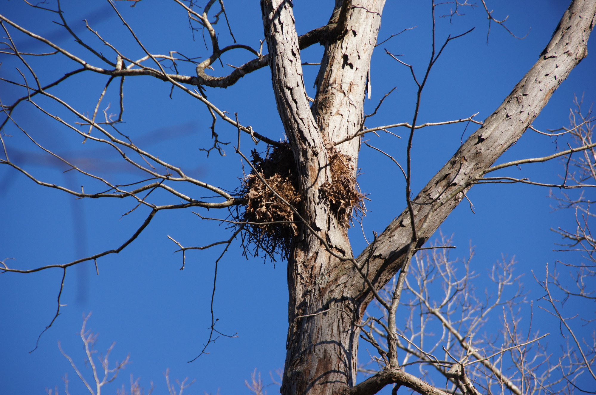 Squirrel nest in white oak