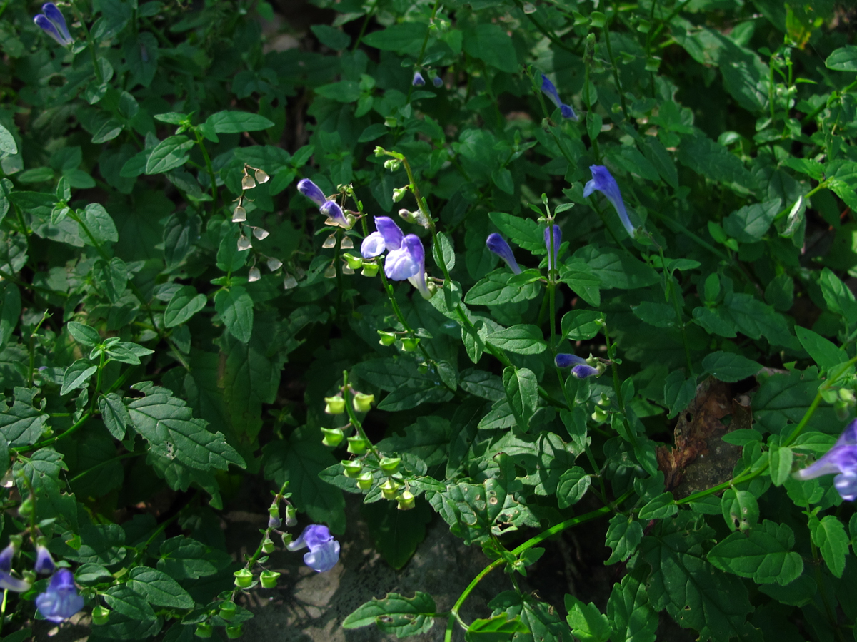 Smooth rock skullcap