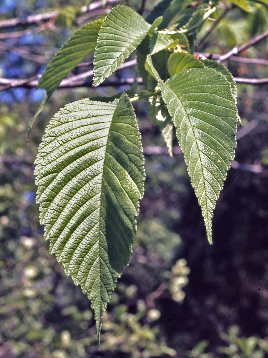 Slippery elm