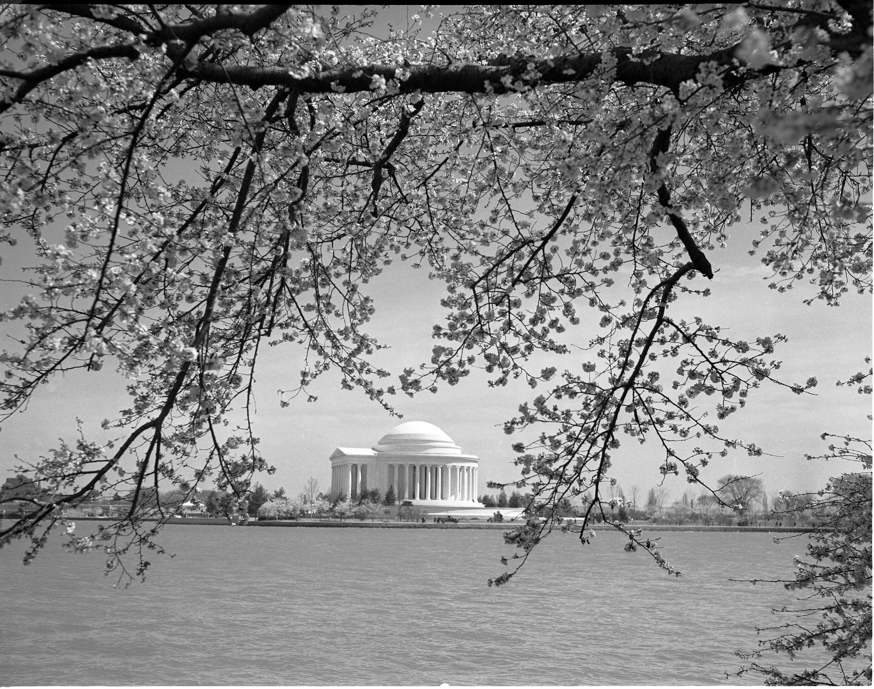 Washington D.C. Cherry Blossoms, 1944