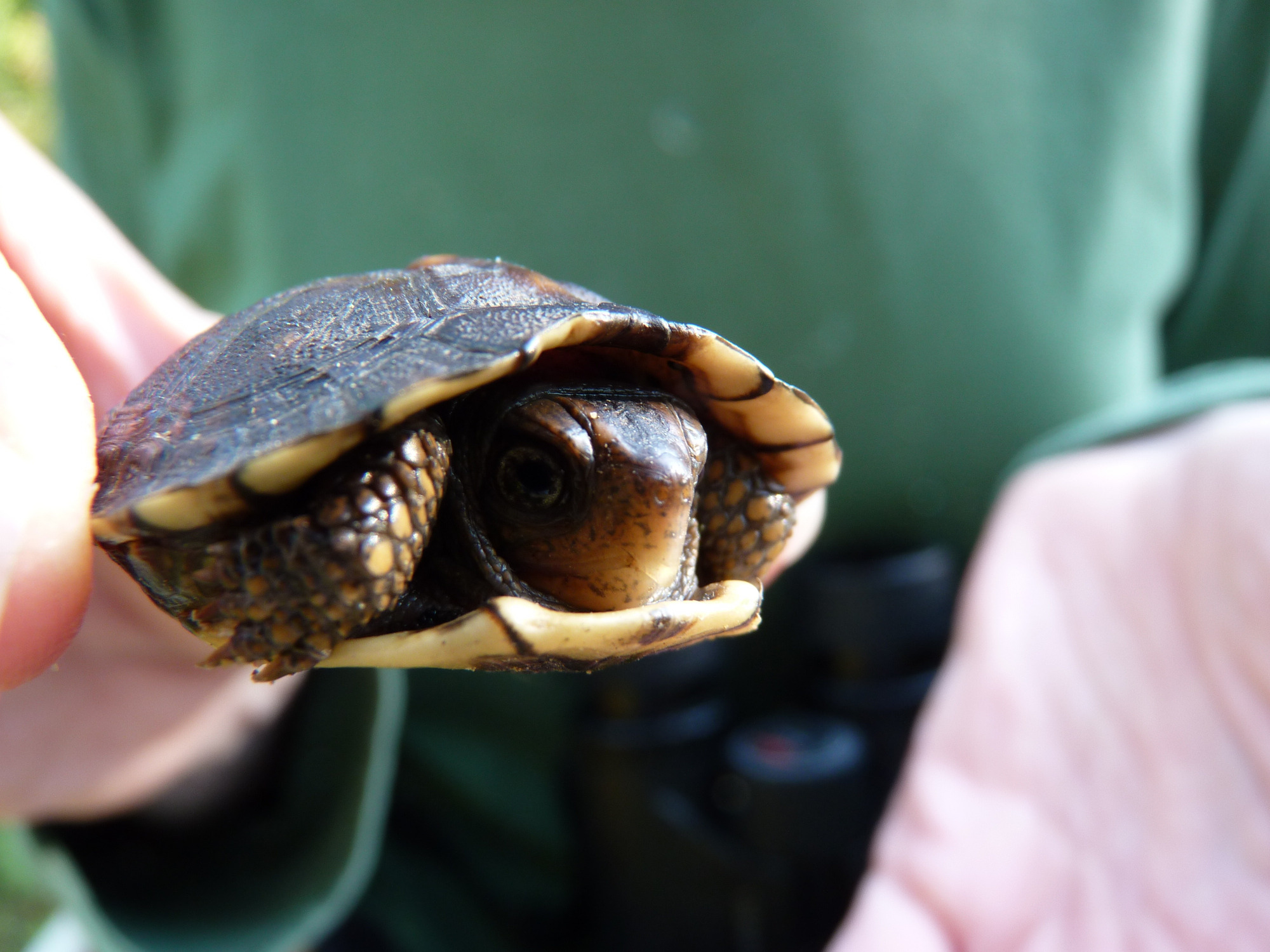 Juvenile eastern box turtle