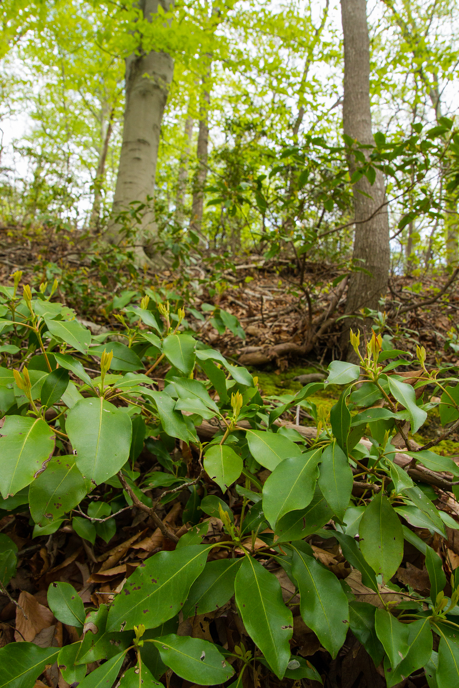 Mountain laurel