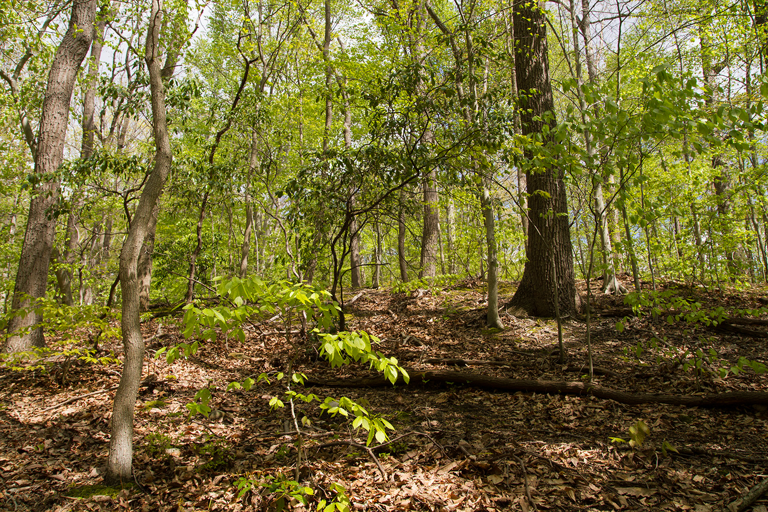 Oak - Beech / Heath Forest