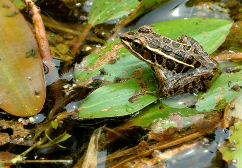 Pickerel frog