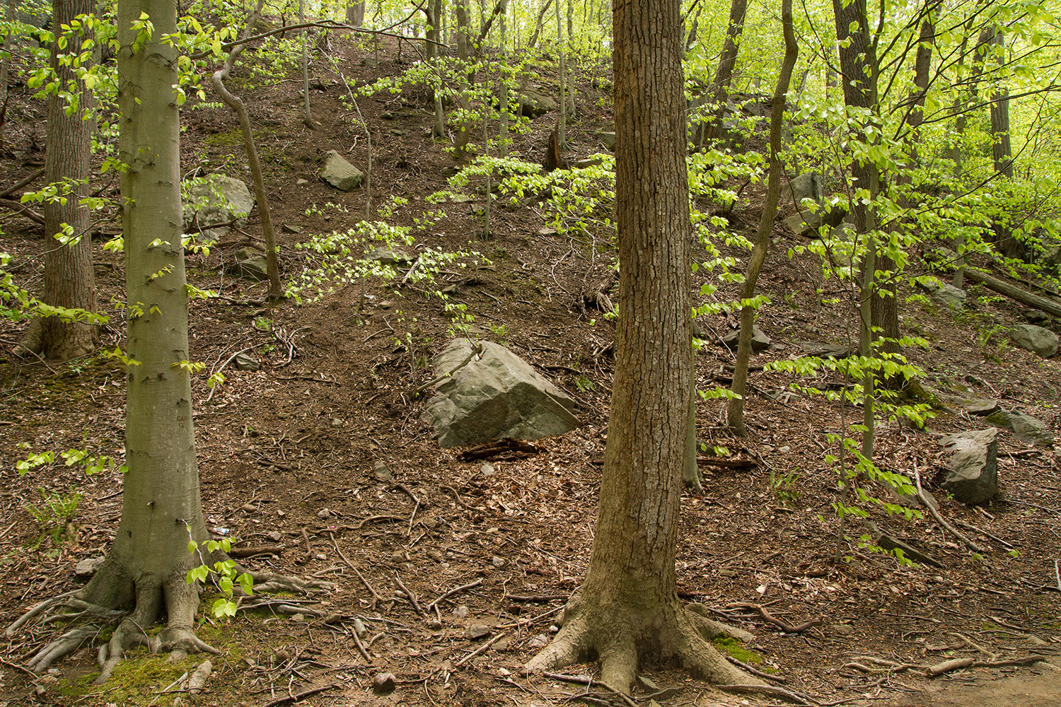 Rock Creek Park's Valley Trail in spring.